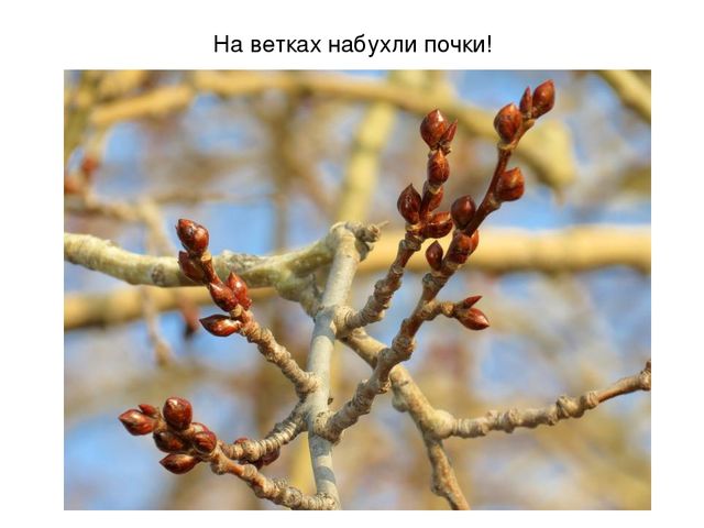 Презентация на тему "Весеннее настроение"