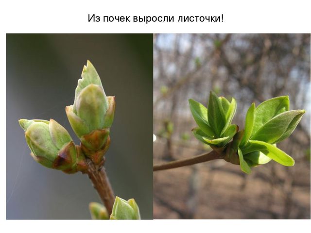 Презентация на тему "Весеннее настроение"
