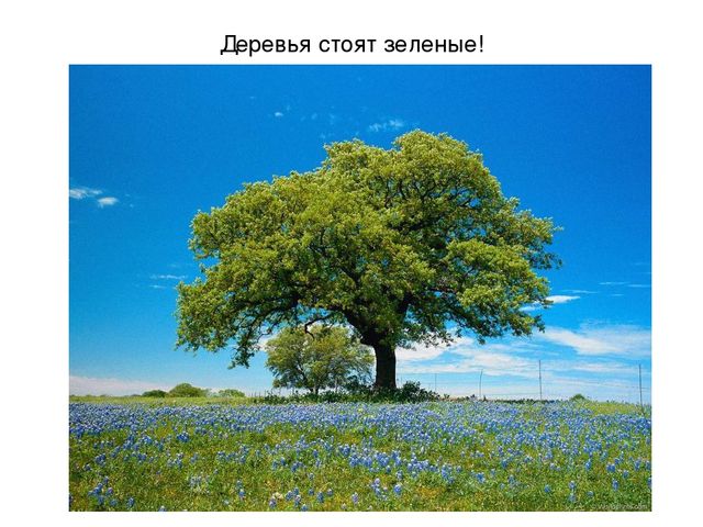 Презентация на тему "Весеннее настроение"
