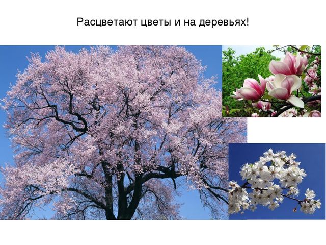 Презентация на тему "Весеннее настроение"