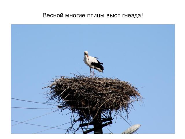 Презентация на тему "Весеннее настроение"