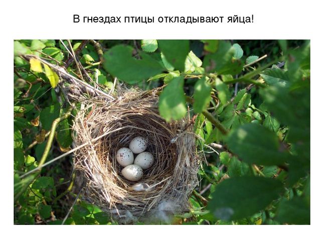 Презентация на тему "Весеннее настроение"