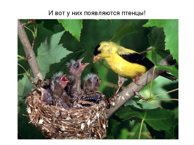 Презентация на тему "Весеннее настроение"