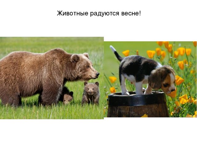 Презентация на тему "Весеннее настроение"