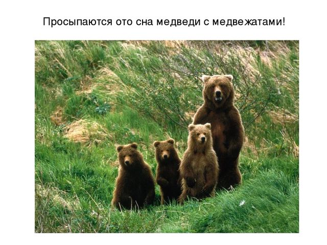 Презентация на тему "Весеннее настроение"