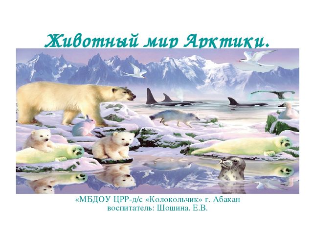 Презентация по развитию речи на тему "Животный мир арктики"