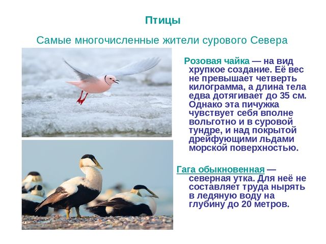 Презентация по развитию речи на тему "Животный мир арктики"