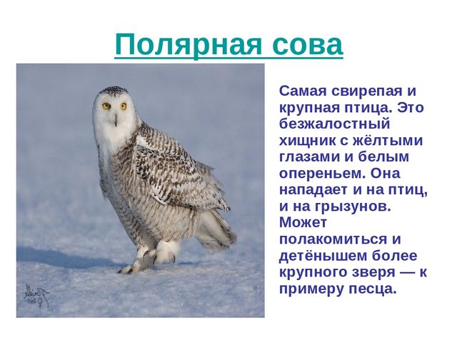 Презентация по развитию речи на тему "Животный мир арктики"