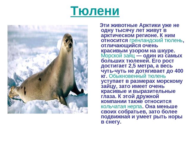 Презентация по развитию речи на тему "Животный мир арктики"