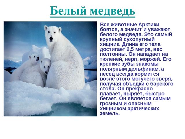 Презентация по развитию речи на тему "Животный мир арктики"