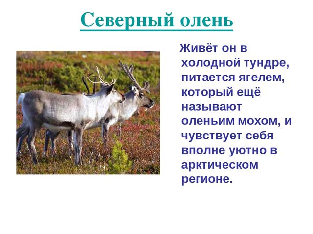 Презентация по развитию речи на тему "Животный мир арктики"