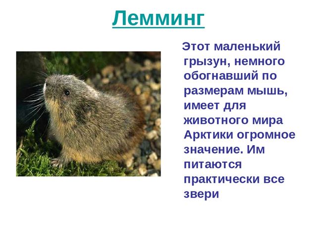 Презентация по развитию речи на тему "Животный мир арктики"