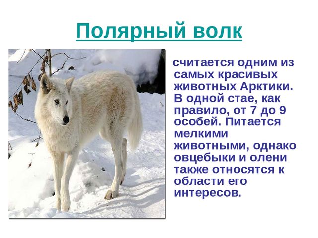 Презентация по развитию речи на тему "Животный мир арктики"