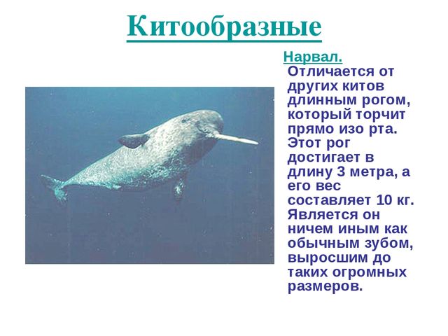 Презентация по развитию речи на тему "Животный мир арктики"