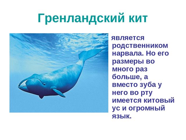 Презентация по развитию речи на тему "Животный мир арктики"