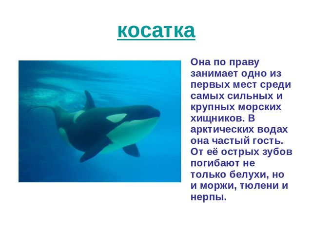 Презентация по развитию речи на тему "Животный мир арктики"