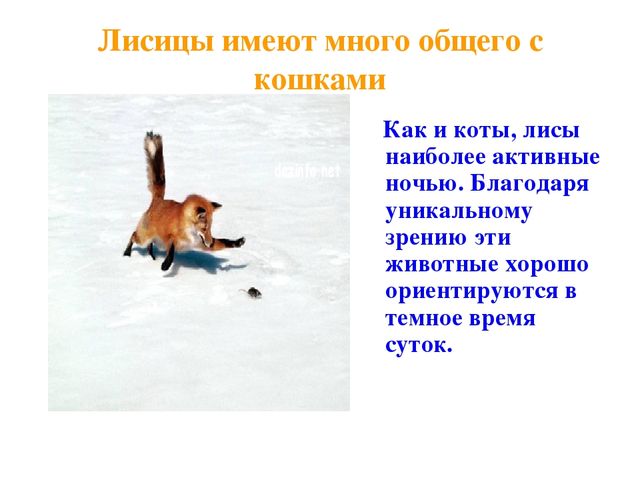 Презентация по развитию речи на тему "Дикие животные"