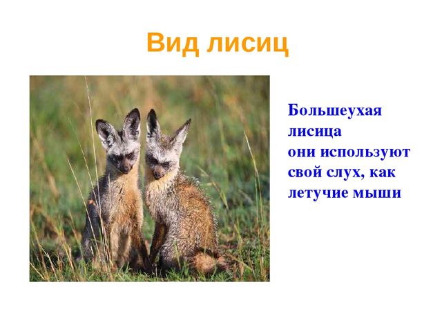 Презентация по развитию речи на тему "Дикие животные"