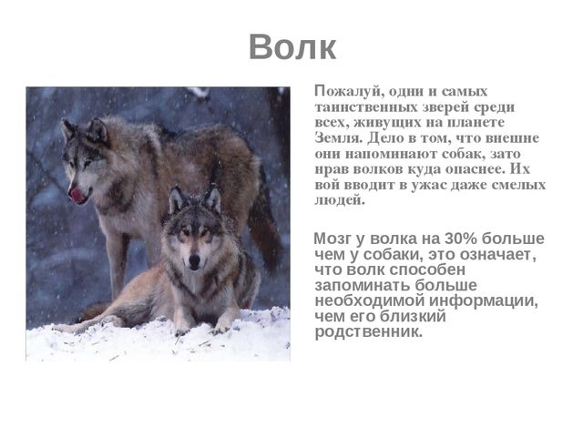 Презентация по развитию речи на тему "Дикие животные"