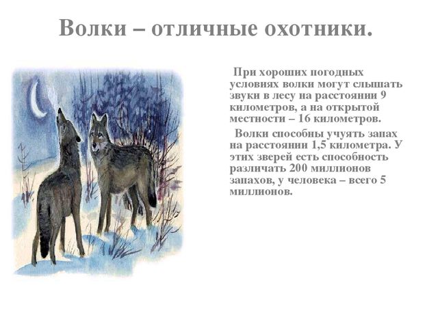 Презентация по развитию речи на тему "Дикие животные"