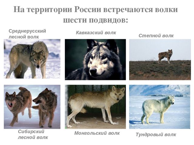 Какие виды волков бывают фото и название
