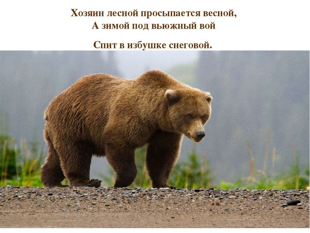 Презентация по развитию речи на тему "Дикие животные"