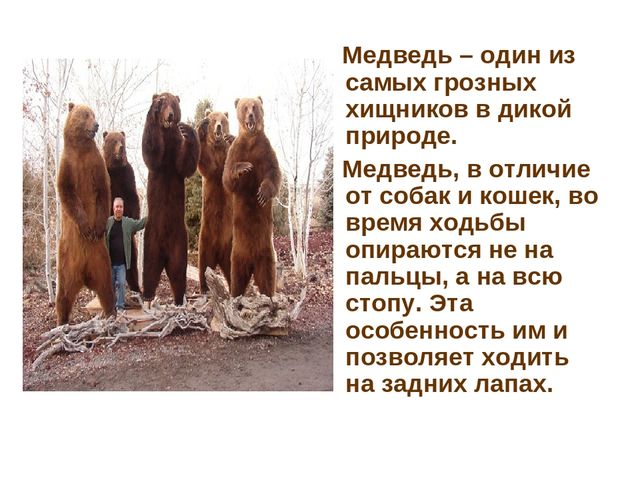 Презентация по развитию речи на тему "Дикие животные"
