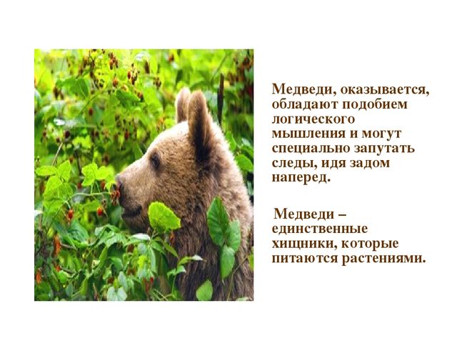 Презентация по развитию речи на тему "Дикие животные"