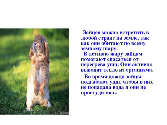 Презентация по развитию речи на тему "Дикие животные"