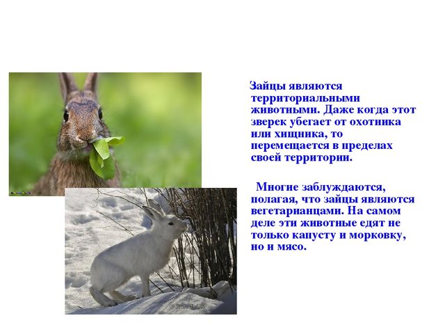 Презентация по развитию речи на тему "Дикие животные"