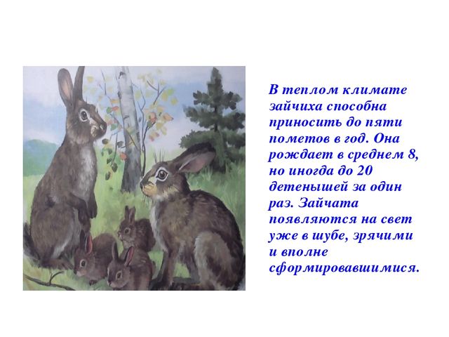 Занятие 10 про зайчат и зайчиху. Сколько зайчиха приносит зайчат за раз. У нас в доме появился Зайчонок. Зайчик принес. Задача в апреле у зайчихи появился 1 Зайчонок.