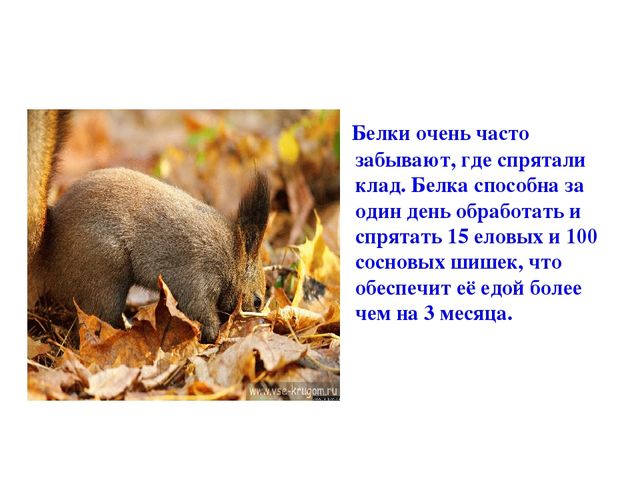 Презентация по развитию речи на тему "Дикие животные"