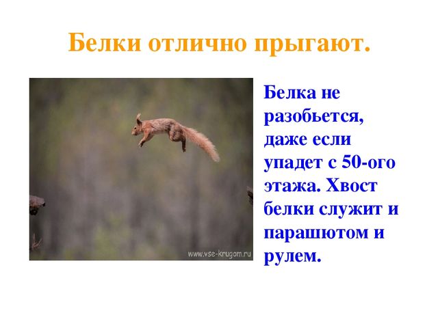 Презентация по развитию речи на тему "Дикие животные"
