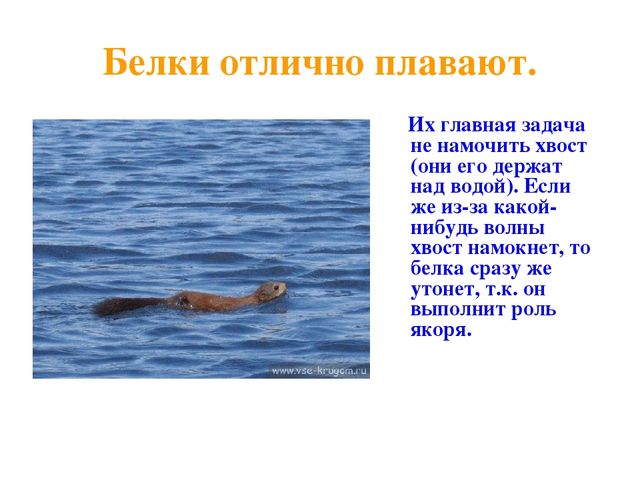 Презентация по развитию речи на тему "Дикие животные"