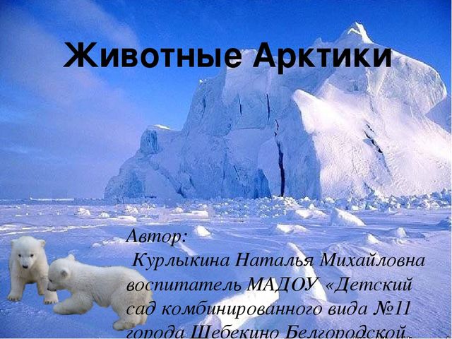 Презентация по дошкольному образованию "Животные Арктики"