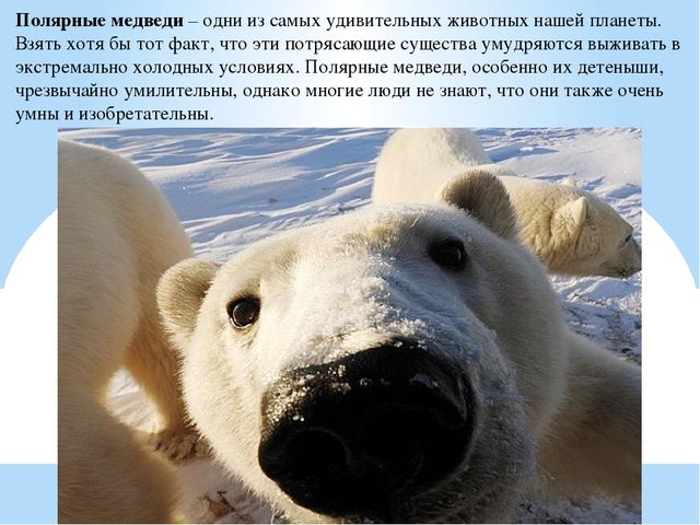 Презентация по дошкольному образованию "Животные Арктики"