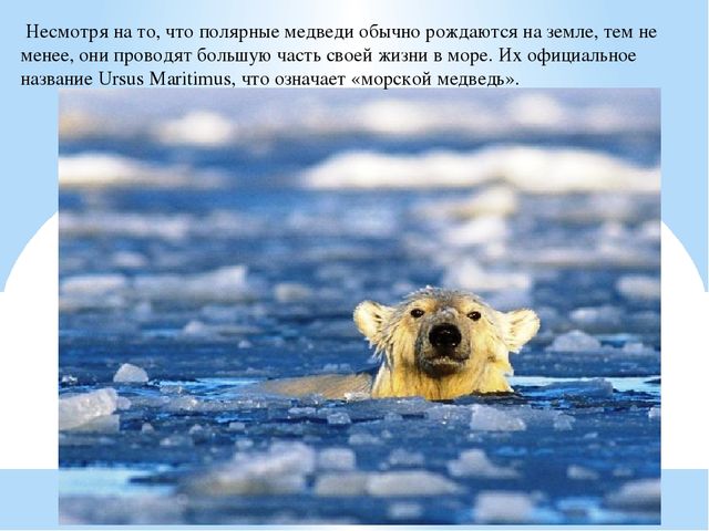 Презентация по дошкольному образованию "Животные Арктики"