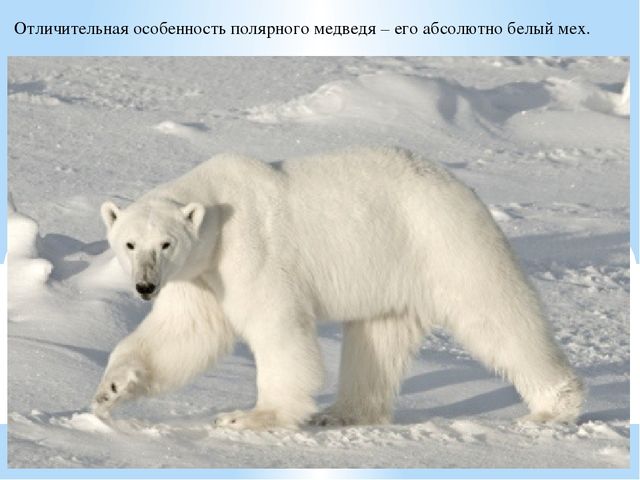 Презентация по дошкольному образованию "Животные Арктики"