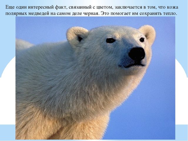 Презентация по дошкольному образованию "Животные Арктики"
