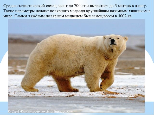 Презентация по дошкольному образованию "Животные Арктики"