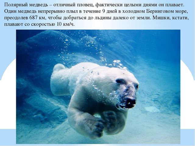 Презентация по дошкольному образованию "Животные Арктики"