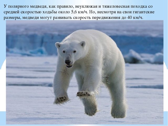 Презентация по дошкольному образованию "Животные Арктики"