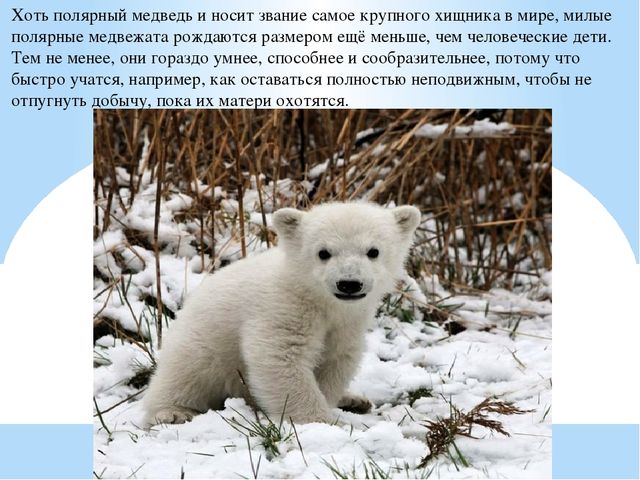 Презентация по дошкольному образованию "Животные Арктики"