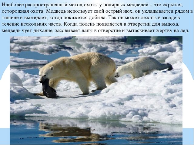 Презентация по дошкольному образованию "Животные Арктики"