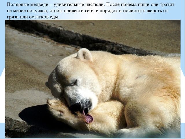 Презентация по дошкольному образованию "Животные Арктики"