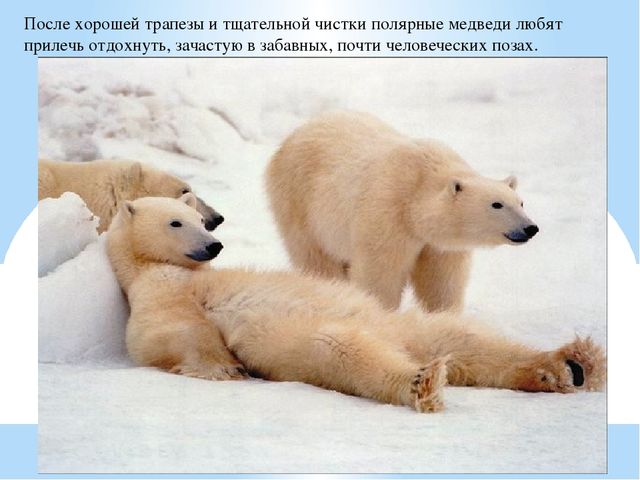 Презентация по дошкольному образованию "Животные Арктики"