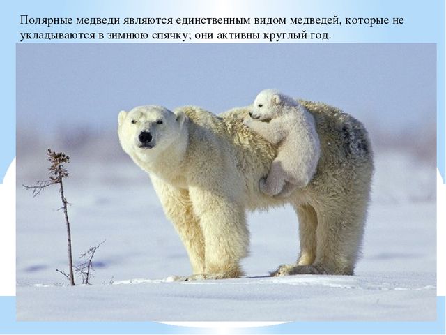 Презентация по дошкольному образованию "Животные Арктики"