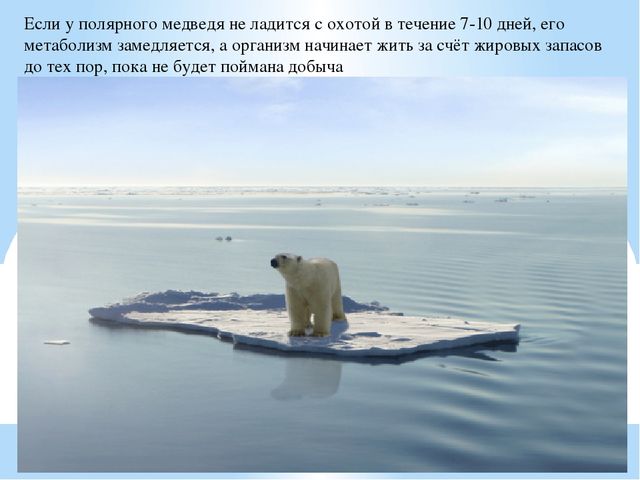 Презентация по дошкольному образованию "Животные Арктики"