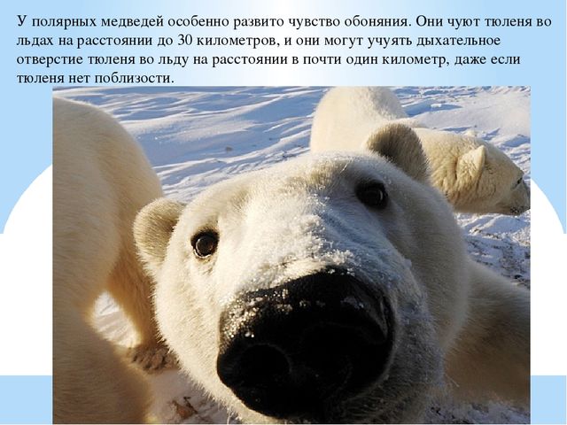 Презентация по дошкольному образованию "Животные Арктики"