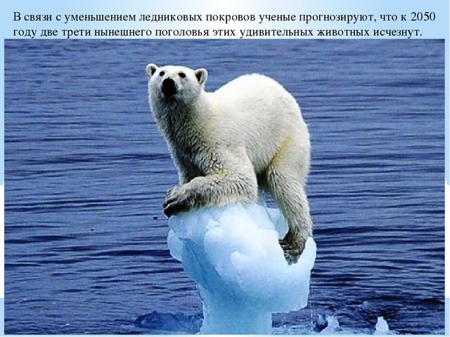 Презентация по дошкольному образованию "Животные Арктики"